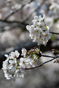 Kirschblüte in Tokio