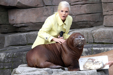 Walross Taufe im Tierpark Hagenbeck, Hamburg