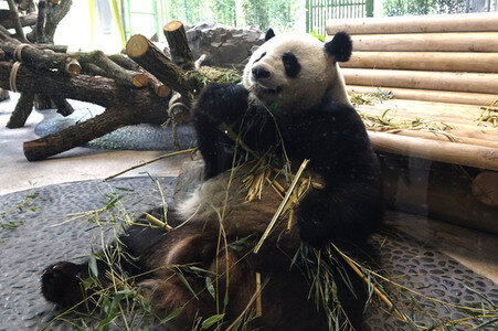 Eröffnung der Pandabären-Anlage im Zoo Berlin