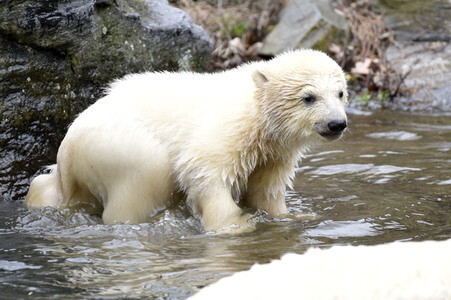 Fototermin mit Eisbärbaby in Berlin