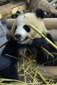 Eröffnung der Pandabären-Anlage im Zoo Berlin