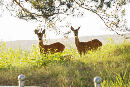Rehe im Ostseebad Binz auf Rügen