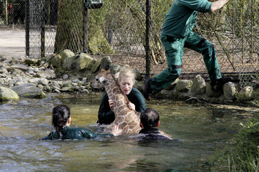 Giraffenunfall im Tierpark Hagenbeck, Hamburg