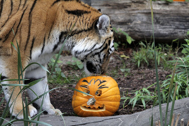 Halloween bei den Sibirischen Tigern, Hamburg