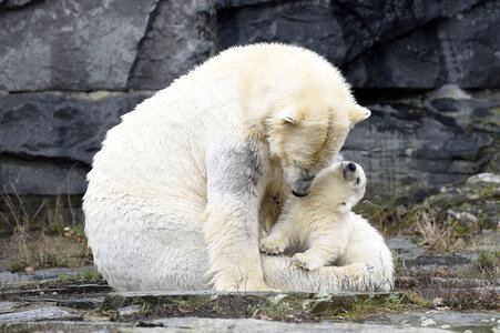 Fototermin mit Eisbärbaby in Berlin