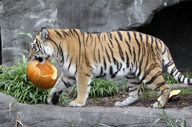 Halloween bei den Sibirischen Tigern, Hamburg