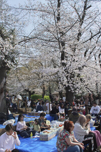 Kirschblüte in Tokio