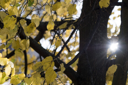 Symbolfoto Herbst