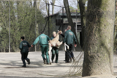 Giraffenunfall im Tierpark Hagenbeck, Hamburg