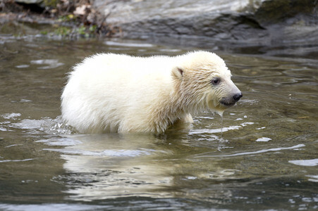 Fototermin mit Eisbärbaby in Berlin