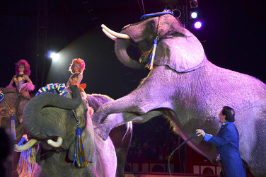 'Evolution' Weltpremiere im Circus Krone, München