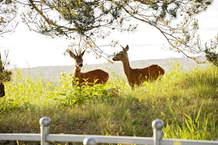 Rehe im Ostseebad Binz auf Rügen