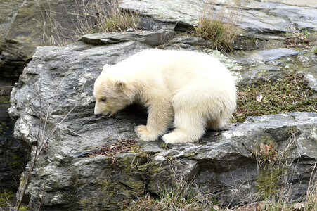 Fototermin mit Eisbärbaby in Berlin
