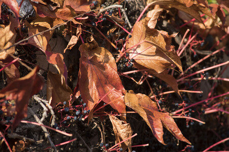 Symbolfoto Herbst