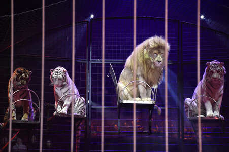 Premiere der 2. Winterspielzeit 2018 des Circus Krone in München