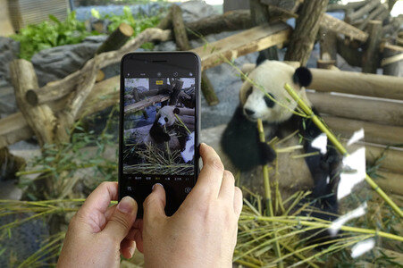 Eröffnung der Pandabären-Anlage im Zoo Berlin