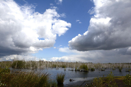 Totes Moor in Neustadt
