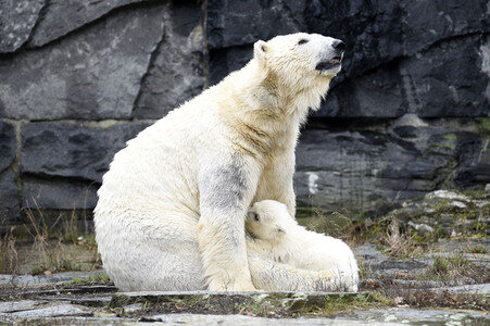 Fototermin mit Eisbärbaby in Berlin