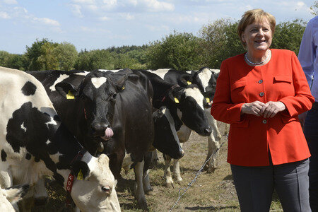 Angela Merkel besucht einen Milchbauernhof in Nienborstel