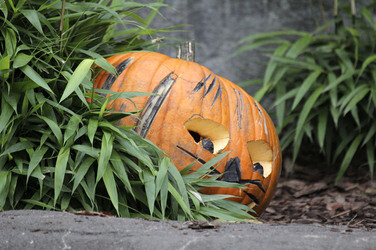 Halloween bei den Sibirischen Tigern, Hamburg