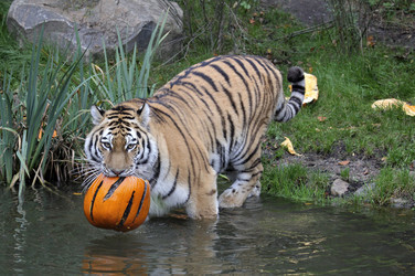 Halloween bei den Sibirischen Tigern, Hamburg