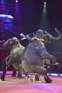 Circus Krone Premiere in München
