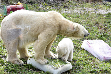 Eisbärtaufe im Tierpark Hellabrunn in München