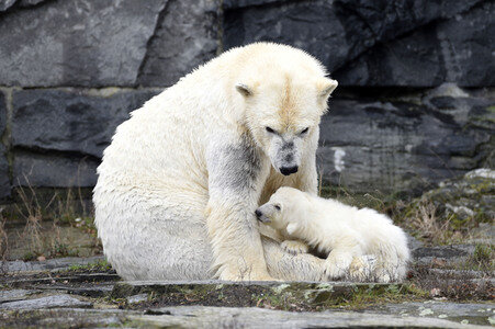 Fototermin mit Eisbärbaby in Berlin