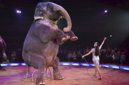 Premiere der 3. Winterspielzeit des Circus Krone in München