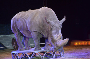 'Evolution' Weltpremiere im Circus Krone, München