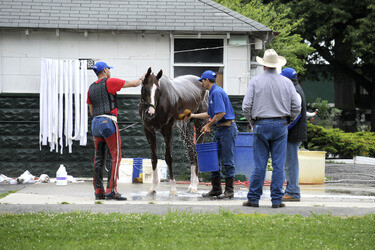 California Chrome bei den Belmont Stakes 2014, Elmont