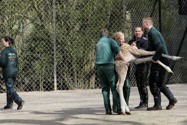 Giraffenunfall im Tierpark Hagenbeck, Hamburg