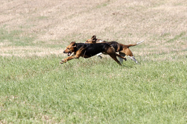 Rügen Cross Country 2014