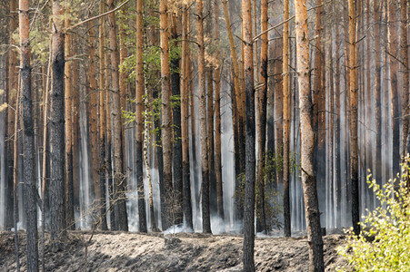 Waldbrandbekämpfung bei Treuenbrietzen