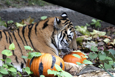 Halloween bei den Sibirischen Tigern, Hamburg