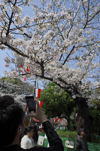 Kirschblüte in Tokio