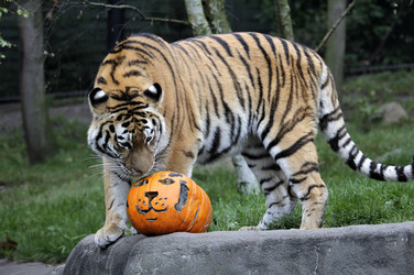 Halloween bei den Sibirischen Tigern, Hamburg
