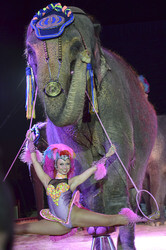 'Evolution' Weltpremiere im Circus Krone, München