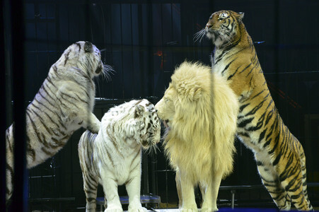 Circus Krone Premiere in München