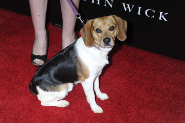'John Wick' Premiere, New York