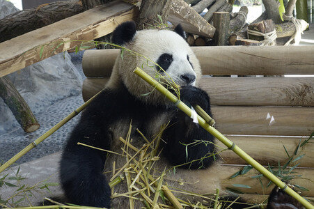 Eröffnung der Pandabären-Anlage im Zoo Berlin