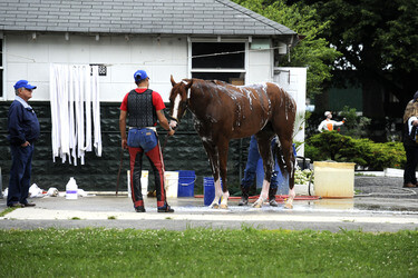California Chrome bei den Belmont Stakes 2014, Elmont