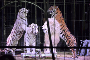 'Evolution' Weltpremiere im Circus Krone, München