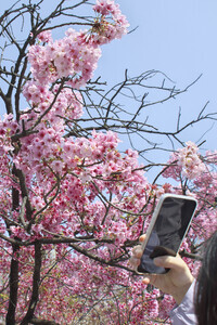 Kirschblüte in Tokio