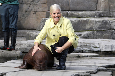 Walross Taufe im Tierpark Hagenbeck, Hamburg