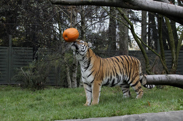 Halloween bei den Sibirischen Tigern, Hamburg