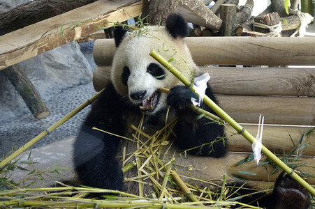 Eröffnung der Pandabären-Anlage im Zoo Berlin