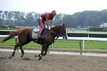 California Chrome bei den Belmont Stakes 2014, Elmont