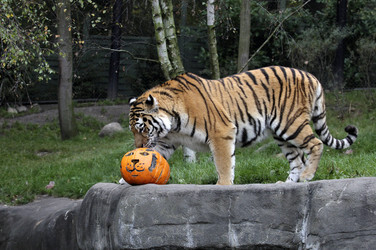 Halloween bei den Sibirischen Tigern, Hamburg