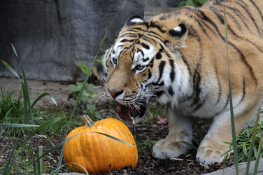 Halloween bei den Sibirischen Tigern, Hamburg